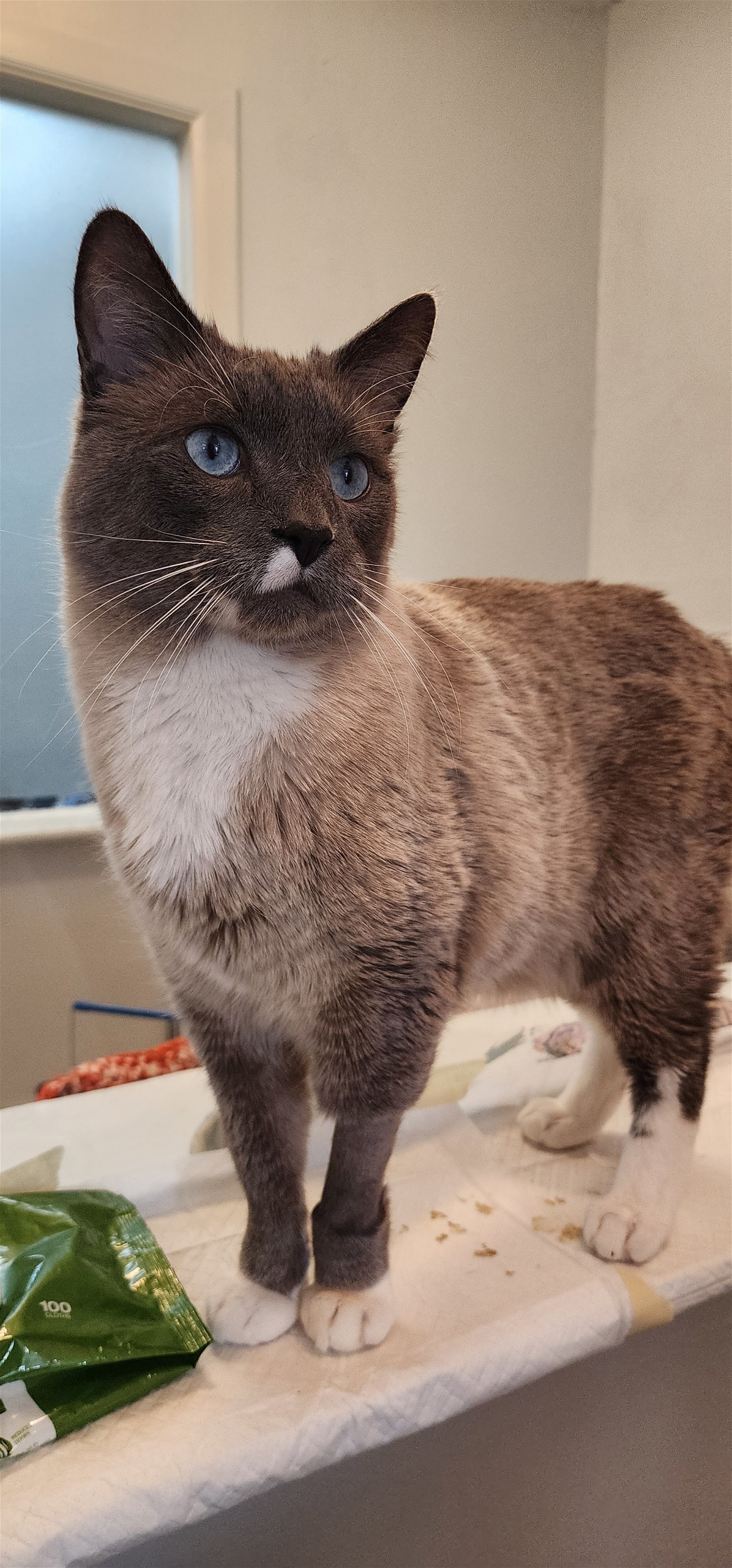 Devlin, an adoptable Domestic Short Hair in Lakewood, CO, 80215 | Photo Image 2