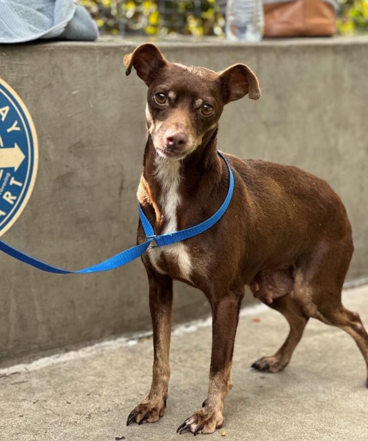 Dog for adoption - Trixie, a Miniature Pinscher & Basenji Mix in