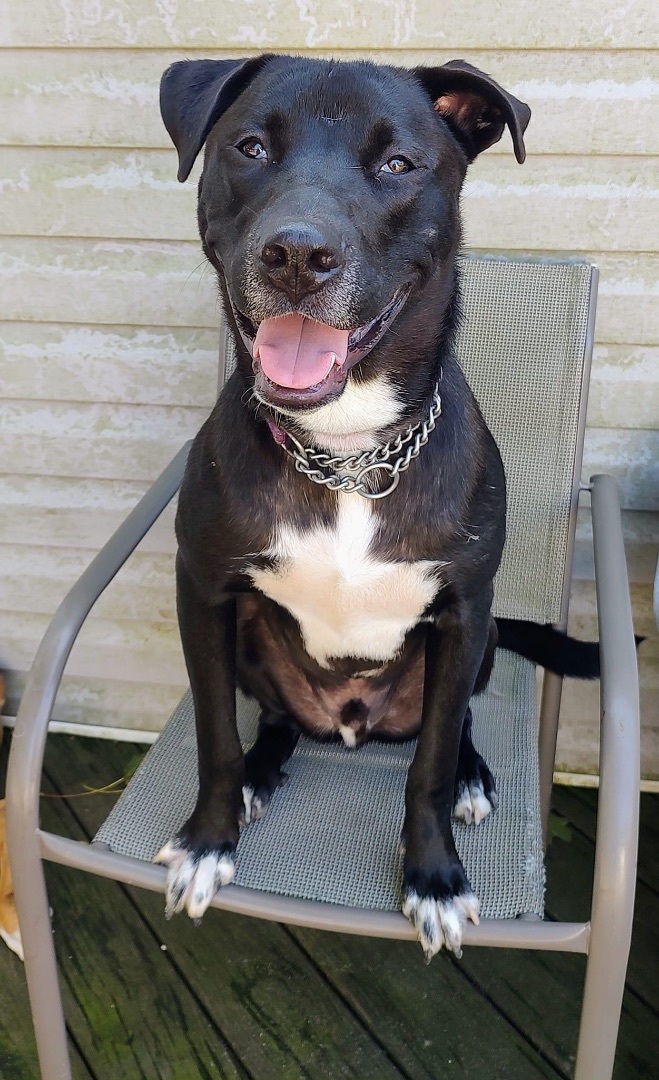 Dog for adoption Dusse , a Pit Bull Terrier Mix in Medford, NY