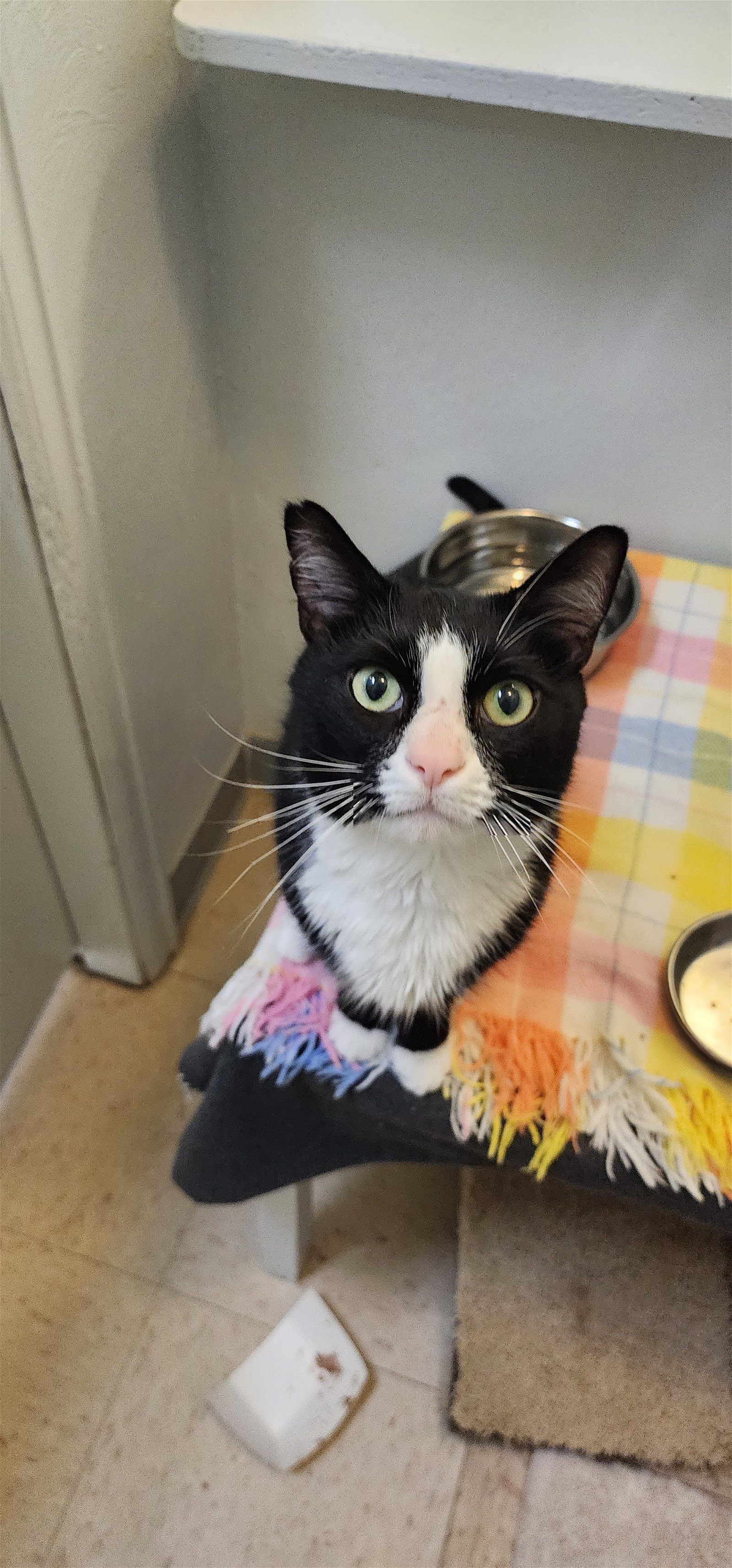 Soleil, an adoptable Domestic Short Hair in Lakewood, CO, 80215 | Photo Image 1