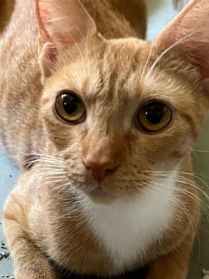 Daisy - Petsmart Plantation Foster Home