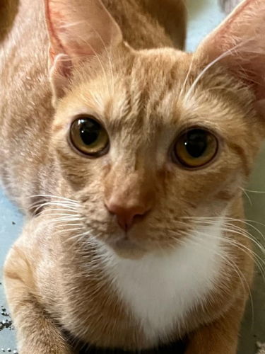 Daisy - Petsmart Plantation Foster Home 1