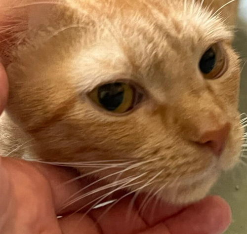 Daisy - Petsmart Plantation Foster Home 2