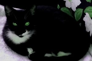 Karina-Petsmart Foster Home, Adult Female unknown
