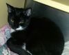 Karina-Petsmart Foster Home photo 2