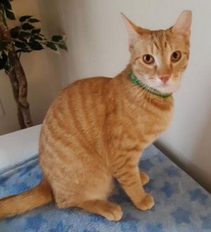 Dexter - Petsmart Plantation Foster Home, Adult Male Domestic Short Hair