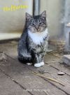 Flufferton photo 1