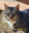 Flufferton photo 3