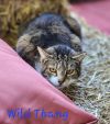 Wild Thang photo 2