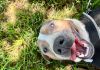 Wesson
