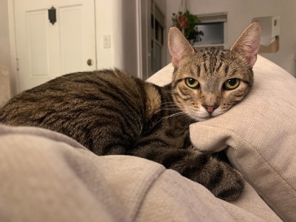 Belinda, an adoptable Abyssinian, Domestic Short Hair in San Diego, CA, 92129 | Photo Image 1