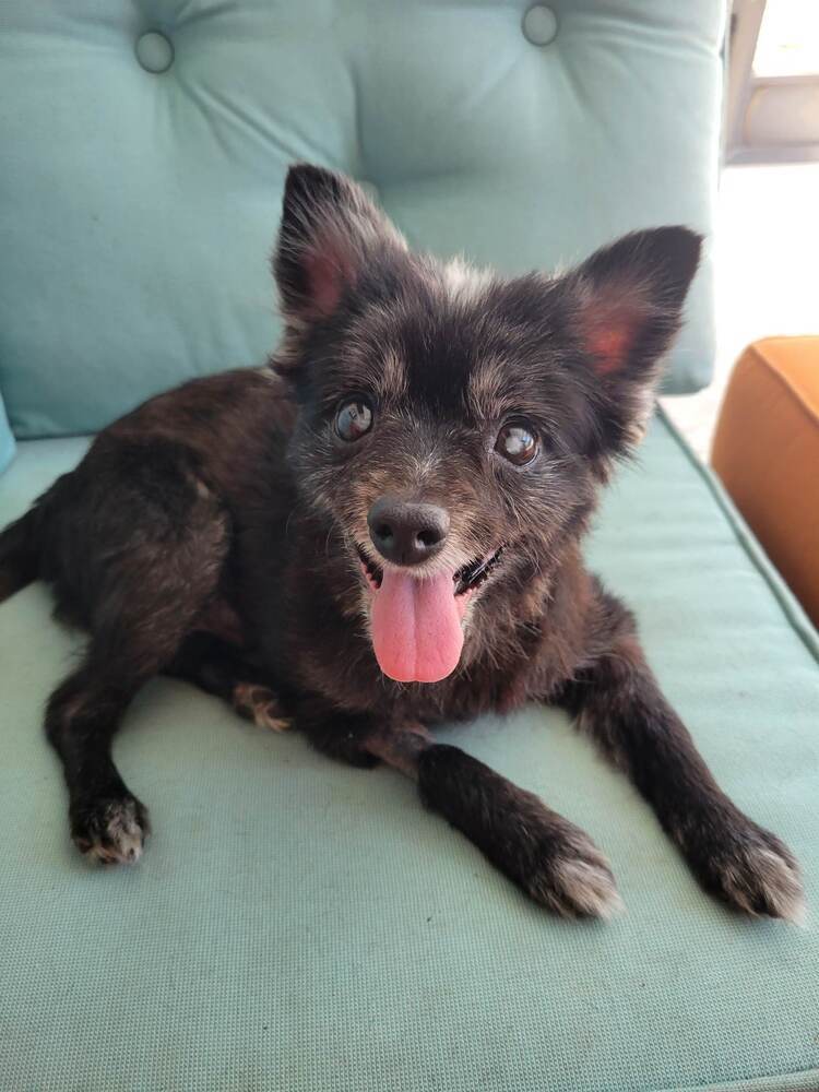Werewolf, an adoptable Pomeranian in Lutz, FL, 33548 | Photo Image 1