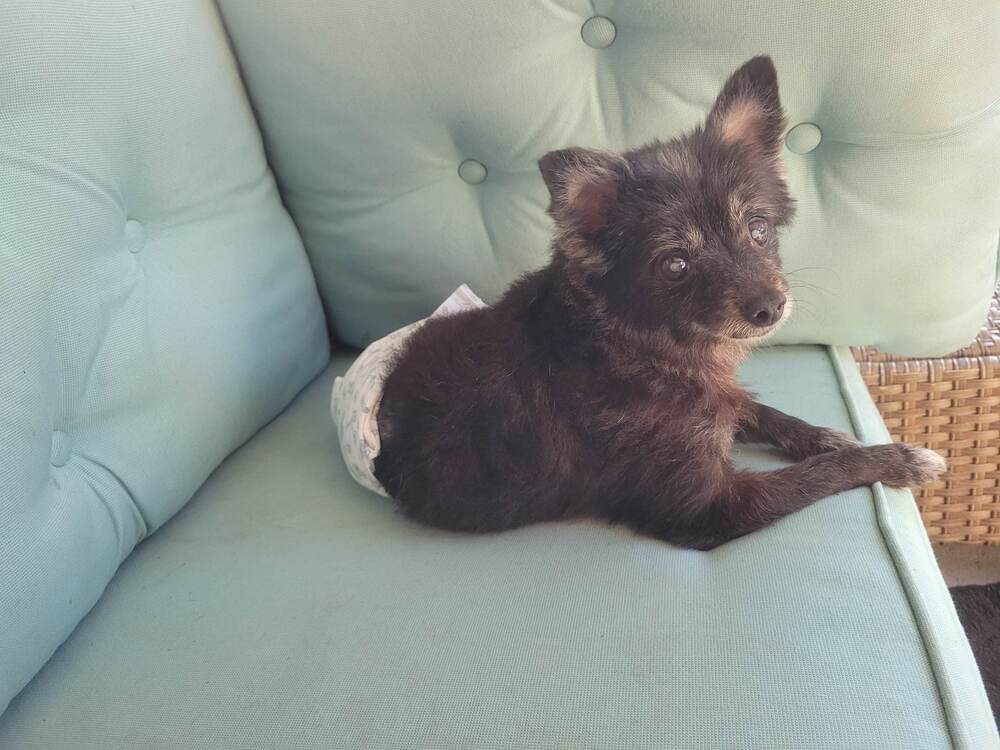 Werewolf, an adoptable Pomeranian in Lutz, FL, 33548 | Photo Image 2
