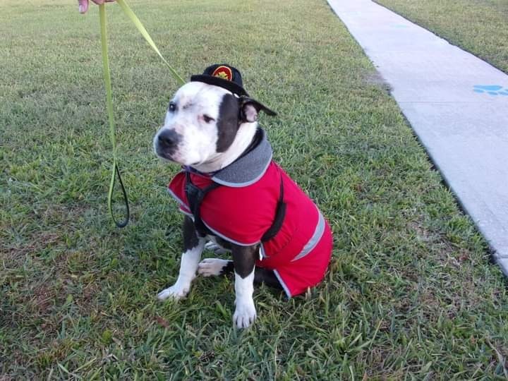 Buster, an adoptable American Staffordshire Terrier in St. Augustine, FL, 32084 | Photo Image 1