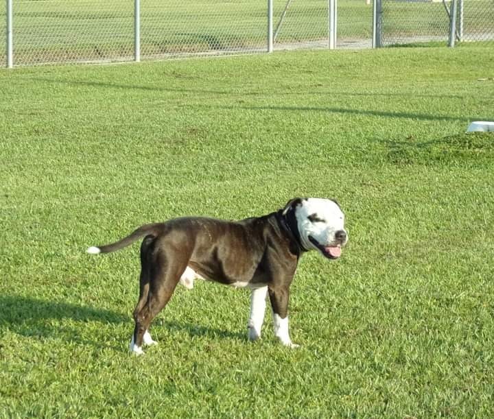 Buster, an adoptable American Staffordshire Terrier in St. Augustine, FL, 32084 | Photo Image 2