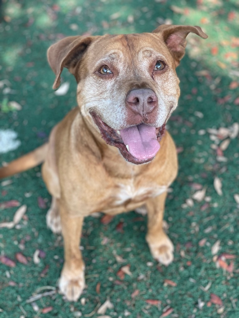 Journey, an adoptable Boxer in St. Augustine, FL, 32084 | Photo Image 1