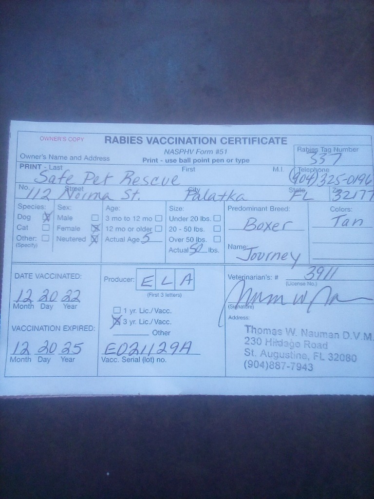 Journey, an adoptable Boxer in St. Augustine, FL, 32084 | Photo Image 2