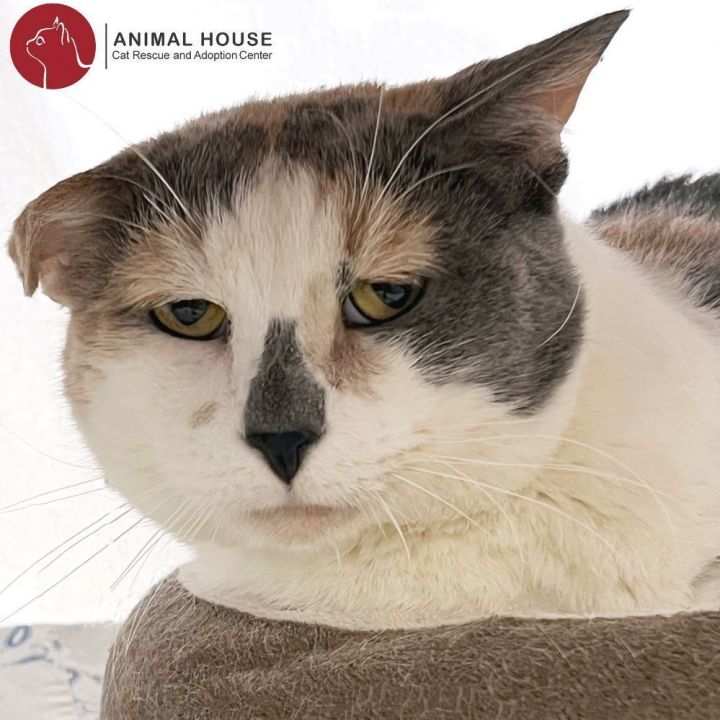Cat for adoption Aurora a Domestic Short Hair in St. Louis MO