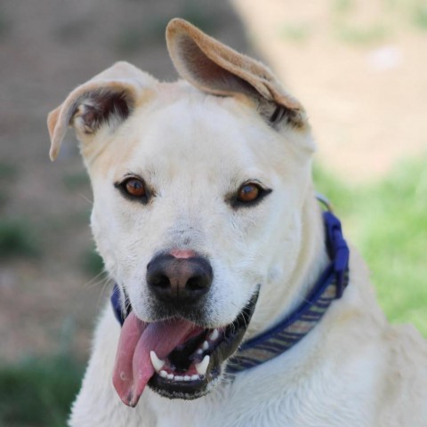 Zeus #1, an adoptable Terrier, Mixed Breed in Benton City, WA, 99320 | Photo Image 1
