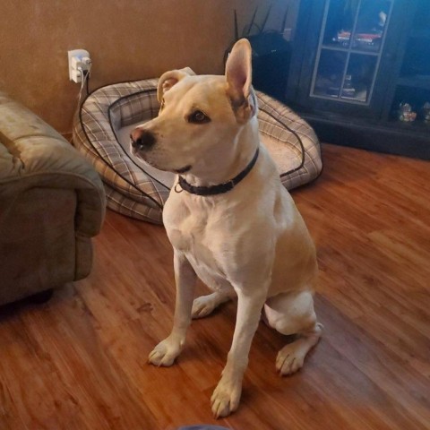 Zeus #1, an adoptable Terrier, Mixed Breed in Benton City, WA, 99320 | Photo Image 2