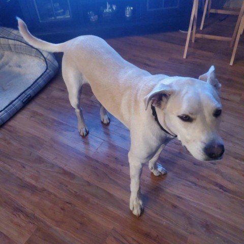 Zeus #1, an adoptable Terrier, Mixed Breed in Benton City, WA, 99320 | Photo Image 4
