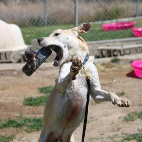 Zeus #1, an adoptable Terrier, Mixed Breed in Benton City, WA, 99320 | Photo Image 5