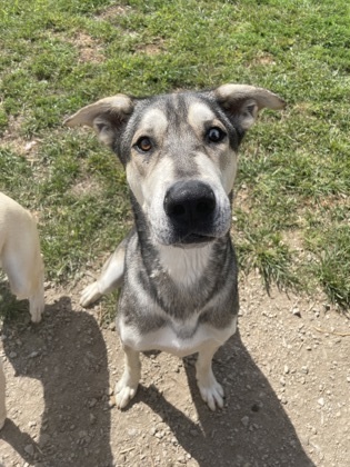 Great dane and husky 2024 mix