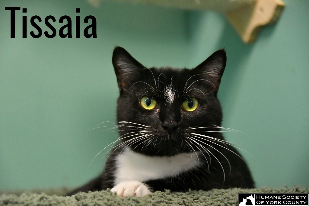 Tissaia, an adoptable Domestic Short Hair in Fort Mill, SC, 29715 | Photo Image 1