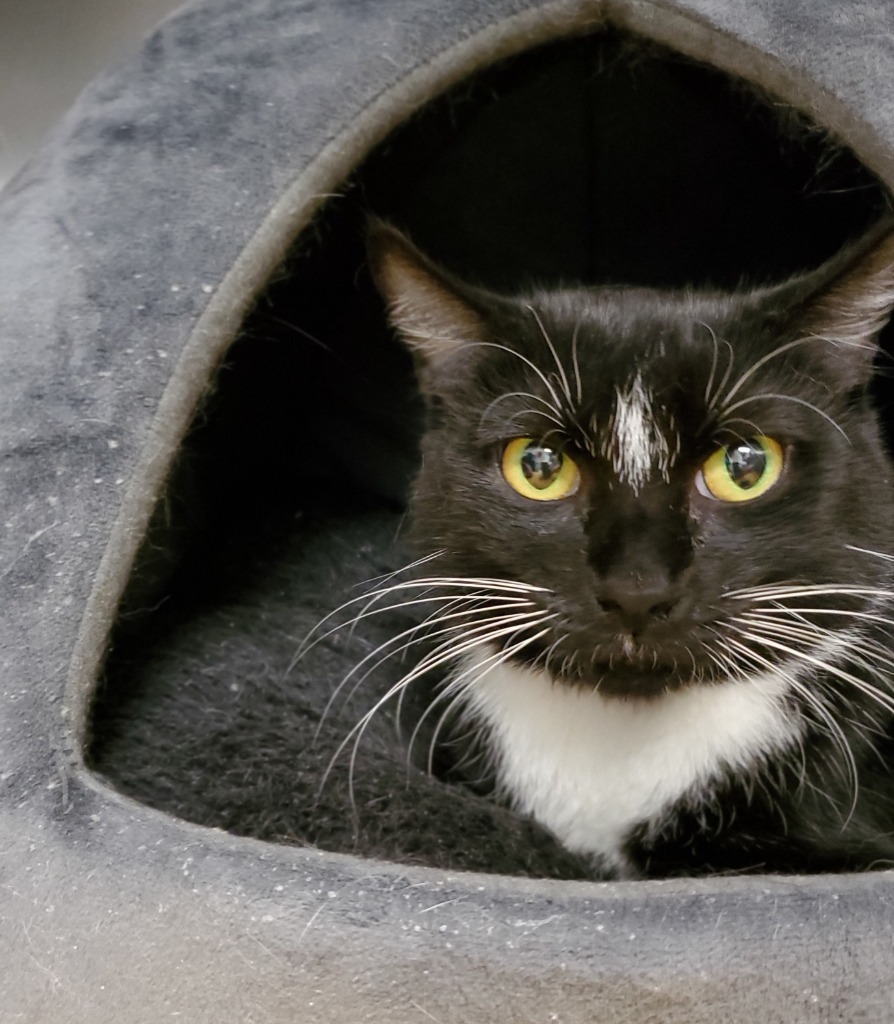 Tissaia, an adoptable Domestic Short Hair in Fort Mill, SC, 29715 | Photo Image 3