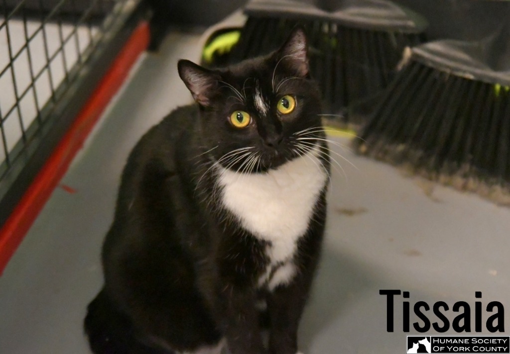 Tissaia, an adoptable Domestic Short Hair in Fort Mill, SC, 29715 | Photo Image 5