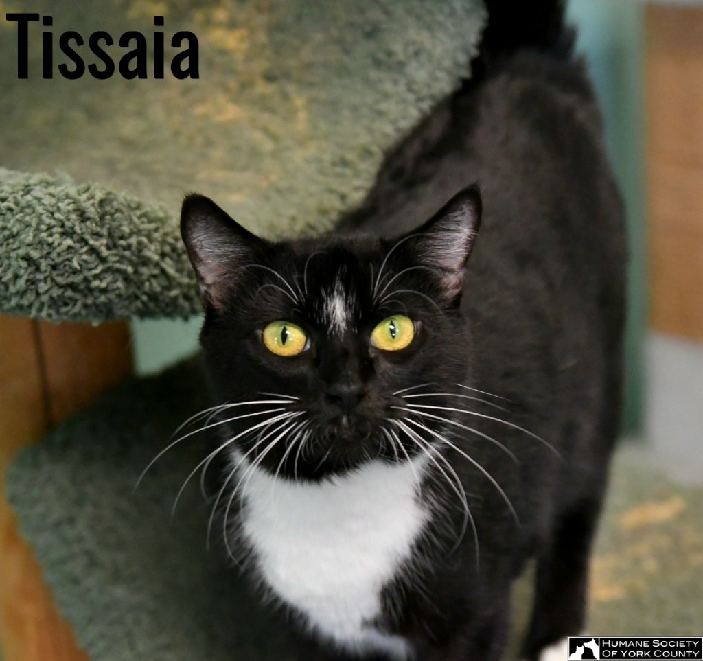 Tissaia, an adoptable Domestic Short Hair in Fort Mill, SC, 29715 | Photo Image 6