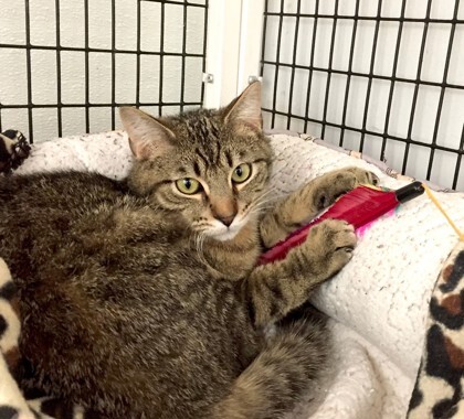 Eli, an adoptable Domestic Short Hair in Denver, CO, 80204 | Photo Image 1