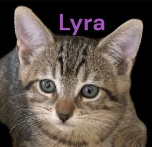 Lyra Tabby Cat