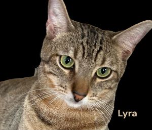 Lyra Tabby Cat