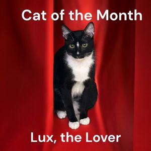 Lux Tuxedo Cat