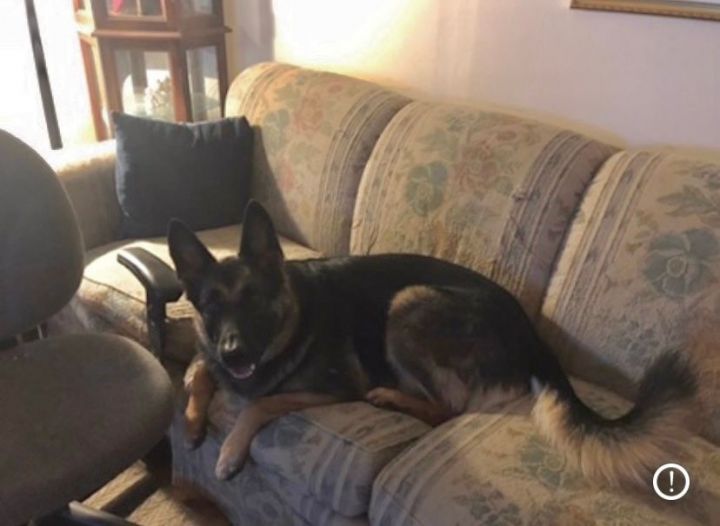 Onyx, an adoptable German Shepherd Dog & Shepherd Mix in Unionville, CT_image-2