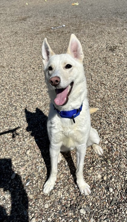 Papaya, an adoptable Siberian Husky, Mixed Breed in Wisconsin Rapids, WI, 54494 | Photo Image 1