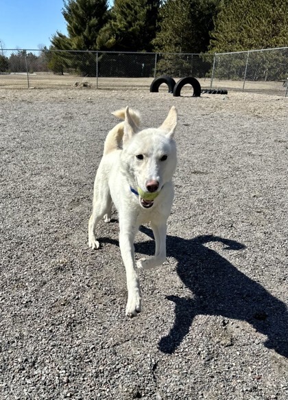 Papaya, an adoptable Siberian Husky, Mixed Breed in Wisconsin Rapids, WI, 54494 | Photo Image 2