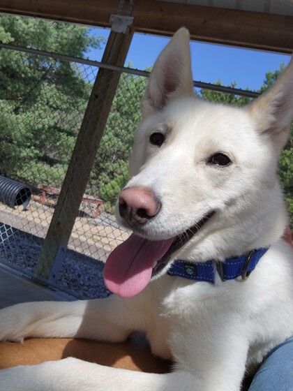 Papaya, an adoptable Siberian Husky, Mixed Breed in Wisconsin Rapids, WI, 54494 | Photo Image 3