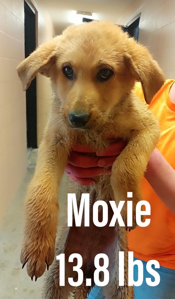 Moxie