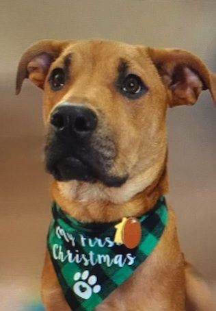 Ollie, an adoptable Boxer & German Shepherd Dog Mix in Cantonment, FL_image-1