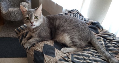 Hans Solo, an adoptable Domestic Short Hair in Bulverde, TX, 78163 | Photo Image 1