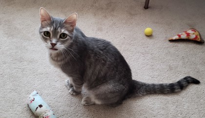 Hans Solo, an adoptable Domestic Short Hair in Bulverde, TX, 78163 | Photo Image 2