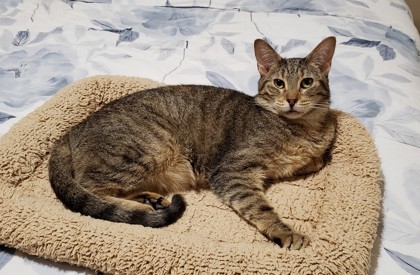 Caramelle, an adoptable Domestic Short Hair in Bulverde, TX, 78163 | Photo Image 1