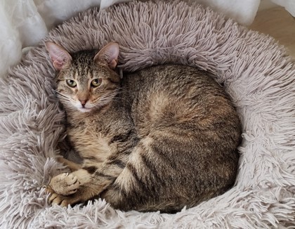 Caramelle, an adoptable Domestic Short Hair in Bulverde, TX, 78163 | Photo Image 2