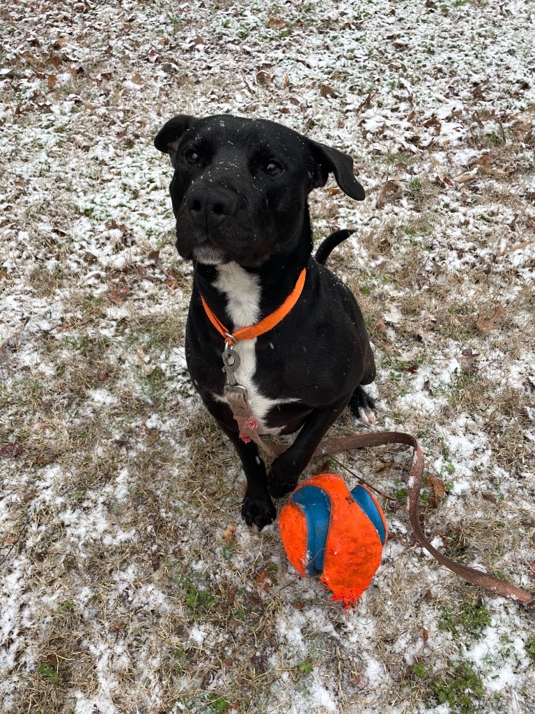 Stabler, an adoptable Terrier in Berlin, MD, 21811 | Photo Image 1