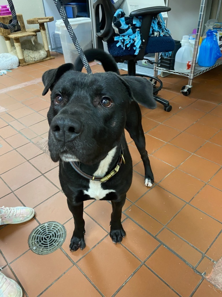 Stabler, an adoptable Terrier in Berlin, MD, 21811 | Photo Image 2
