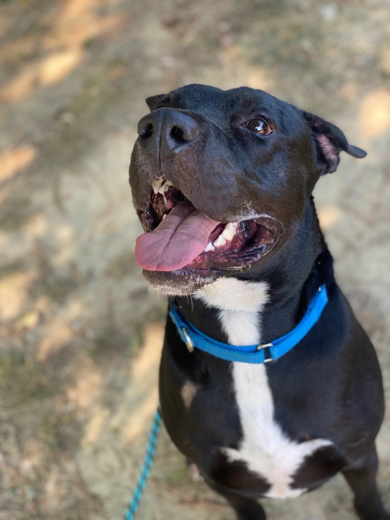 Stabler, an adoptable Terrier in Berlin, MD, 21811 | Photo Image 3