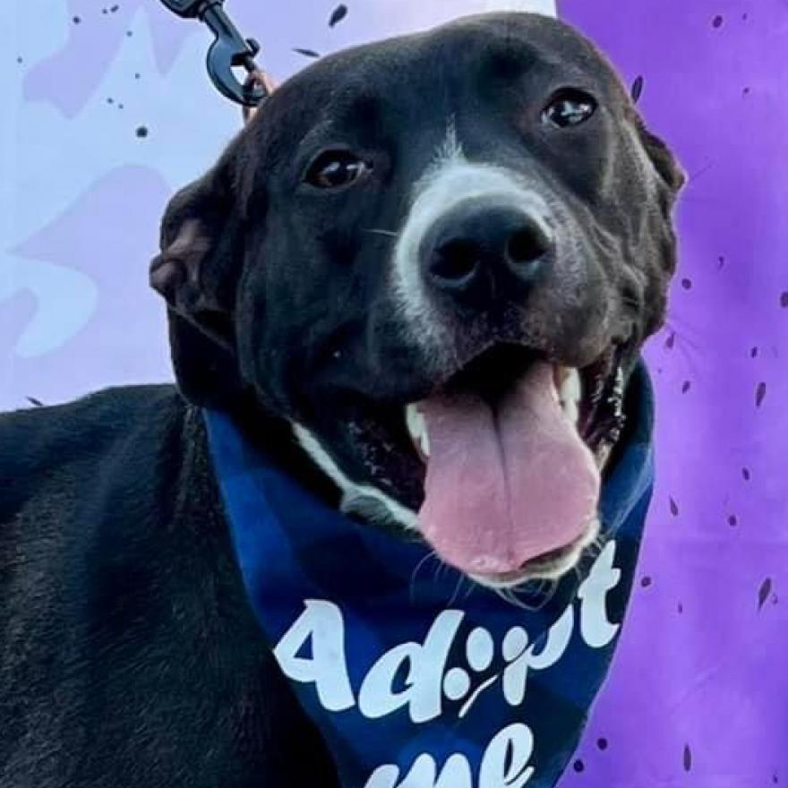 Duval, an adoptable Pit Bull Terrier in Savannah, GA, 31406 | Photo Image 1