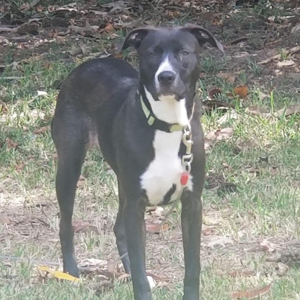 Duval, an adoptable Pit Bull Terrier in Savannah, GA, 31406 | Photo Image 2